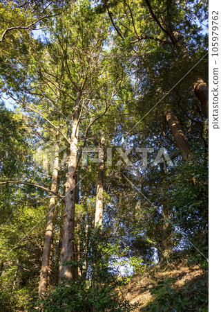 mysterious forest autumn winter image 105979762