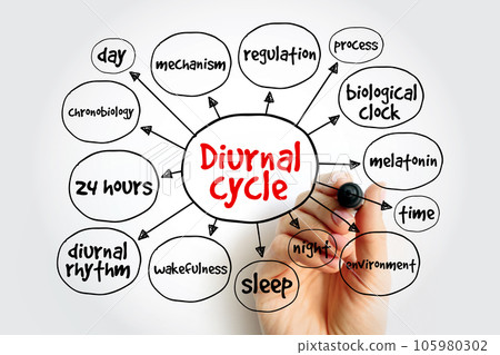 Diurnal cycle mind map, concept for presentations and reports Diurnal cycle mind map, concept for presentations and reports 105980302