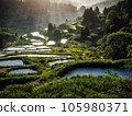 Rice paddy of Star Pass 105980371