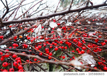 Cotoneaster splayed Cotoneaster divaricatus. Cotoneaster is a genus of non-thorny shrubs, less often small trees of the Rosaceae family. The fruits are red berries on bare branches under a snow cover Cotoneaster splayed Cotoneaster divaricatus. Cotoneaster is a genus of non-thorny shrubs, less often small trees of the Rosaceae family. The fruits are red berries on bare branches under a snow cover 105980603