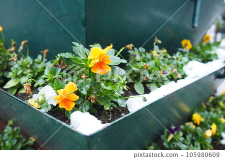 Pansy plant with leaves and yellow flowers under fresh white snow. A snowdrift in a flower bed or in a flower box. Frost- and cold-resistant flowers in the garden. First snow. Lawns in the city Pansy plant with leaves and yellow flowers under fresh white snow. A snowdrift in a flower bed or in a flower box. Frost- and cold-resistant flowers in the garden. First snow. Lawns in the city 105980609