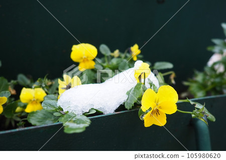 Pansy plant with leaves and yellow flowers under fresh white snow. A snowdrift in a flower bed or in a flower box. Frost- and cold-resistant flowers in the garden. First snow. Lawns in the city Pansy plant with leaves and yellow flowers under fresh white snow. A snowdrift in a flower bed or in a flower box. Frost- and cold-resistant flowers in the garden. First snow. Lawns in the city 105980620