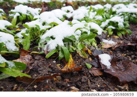 Green cultivated plant with leaves under fresh white snow. Snowdrift in the flowerbed. frost-resistant and cold-resistant flowers in the garden. First snow. Lawns in the city Green cultivated plant with leaves under fresh white snow. Snowdrift in the flowerbed. frost-resistant and cold-resistant flowers in the garden. First snow. Lawns in the city 105980659