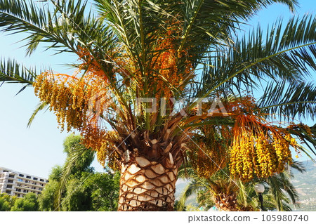 Date palm Phoenix, Date Phoenix is a genus of plants in the Arecaceae family of palms. The fruits of Phoenix dactylifera species, dates, are a common food item. Ripe fruits of the date palm. Budva 105980740