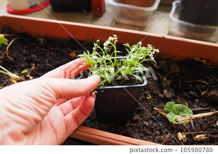 Transplanting an alyssum from a plastic pot into a flower box on the balcony. A woman is holding seedlings. Alyssum is a genus of over a hundred species of flowering plants in the family Brassicaceae Transplanting an alyssum from a plastic pot into a flower box on the balcony. A woman is holding seedlings. Alyssum is a genus of over a hundred species of flowering plants in the family Brassicaceae 105980780