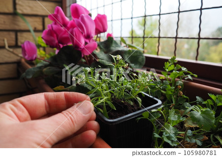 Transplanting an alyssum from a plastic pot into a flower box on the balcony. A woman is holding seedlings. Alyssum is a genus of over a hundred species of flowering plants in the family Brassicaceae Transplanting an alyssum from a plastic pot into a flower box on the balcony. A woman is holding seedlings. Alyssum is a genus of over a hundred species of flowering plants in the family Brassicaceae 105980781