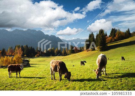 Cows in italian Dolomite Alps at summer time Cows in italian Dolomite Alps at summer time 105981333