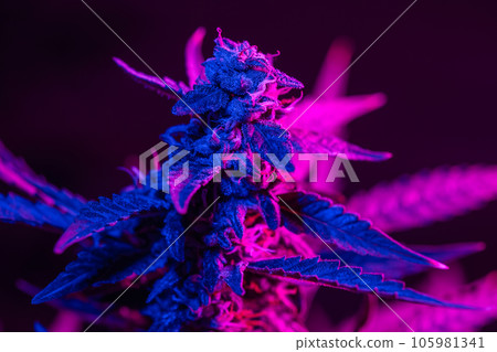 Macro shot of flowering cannabis bud with a purple pink tint Macro shot of flowering cannabis bud with a purple pink tint 105981341