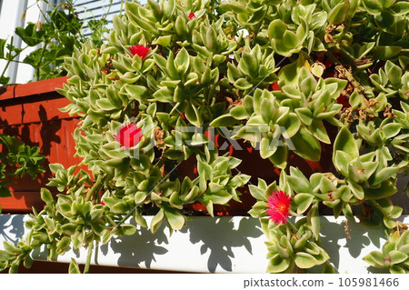 Mesembryanthemum cordifolium, Aptenia cordifolia is a species of succulent plant in iceplant family, creeping plant. Flowers on the windowsill. Baby sun rose, heart-leaf, red aptenia, rooi brakvygie Mesembryanthemum cordifolium, Aptenia cordifolia is a species of succulent plant in iceplant family, creeping plant. Flowers on the windowsill. Baby sun rose, heart-leaf, red aptenia, rooi brakvygie 105981466