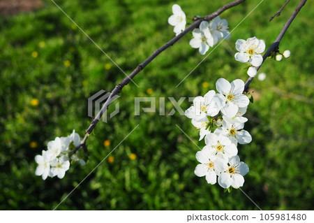 Blossoming of cherries, sweet cherries and bird cherry. Beautiful fragrant white flowers on the branches. The flowers are collected in long dense drooping brushes. March, Serbia, Sremska Mitrovica. 105981480