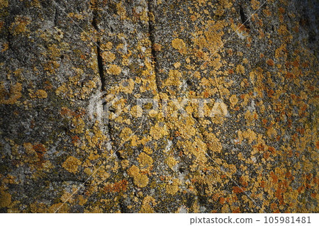 Red orange yellow brown lichen covers the surface of the bark of a walnut tree, close-up. The texture of the bark and growths. Natural symbiosis and parasitism. Ecobiome and forest ecosystem 105981481