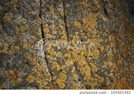 ginger orange yellow brown lichen covers the surface of the bark of a walnut tree, close-up. The texture of the bark and growths. Natural symbiosis and parasitism. Ecobiome and forest ecosystem 105981482