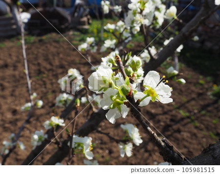 White beautiful flowers on an apple tree. Spring flowering in the orchard. In the background there is a vegetable garden or arable land. Agriculture. Close-up, petals and stamens on a flower. White beautiful flowers on an apple tree. Spring flowering in the orchard. In the background there is a vegetable garden or arable land. Agriculture. Close-up, petals and stamens on a flower. 105981515
