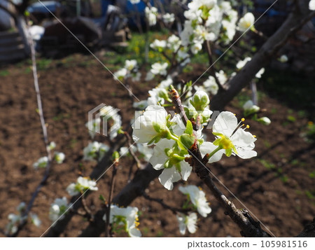 White beautiful flowers on an apple tree. Spring flowering in the orchard. In the background there is a vegetable garden or arable land. Agriculture. Close-up, petals and stamens on a flower. White beautiful flowers on an apple tree. Spring flowering in the orchard. In the background there is a vegetable garden or arable land. Agriculture. Close-up, petals and stamens on a flower. 105981516