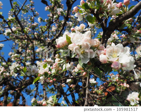 Blossoming flowers on the apple tree. Apple tree in bloom. White and pink beautiful flowers on the branches of a tree. Blue sky and red roof tiles in the background. Spring bloom. Blossoming flowers on the apple tree. Apple tree in bloom. White and pink beautiful flowers on the branches of a tree. Blue sky and red roof tiles in the background. Spring bloom. 105981517