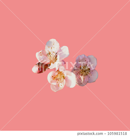 pink flowers on a peach background. Several petals, stamens, pistils pink flowers on a peach background. Several petals, stamens, pistils 105981518