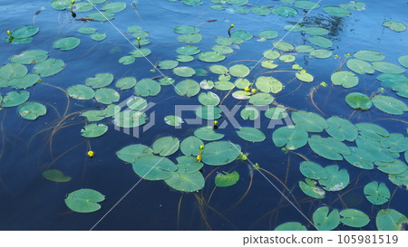 Small capsule Nuphar pumila is a species of perennial herbaceous plants of the genus Nuphar of the Nymphaeaceae. Rhizomatous aquatic plants. Family water lilies, Genus small egg, View Small capsule. 105981519