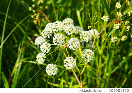 Veh poisonous Cicuta virosa - a plant, genus Vekh of Umbrella family Apiaceae. Hemlock, cats parsley, vyakha, omega, omezhnik, water rabies, water hemlock, mutnik, dog angelica, gorigola, pig louse Veh poisonous Cicuta virosa - a plant, genus Vekh of Umbrella family Apiaceae. Hemlock, cats parsley, vyakha, omega, omezhnik, water rabies, water hemlock, mutnik, dog angelica, gorigola, pig louse 105981520