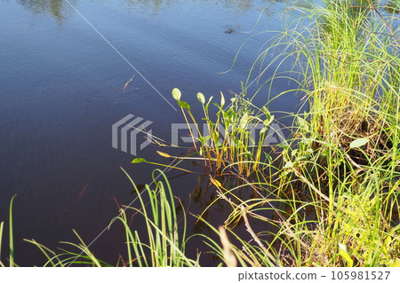 A swamp is a landscape area with excessive moisture, moisture-loving living ground cover, hydrosphere. Swamp science. Karelia, swamping of Lososinnoe lake. Swamps prevent the greenhouse effect. 105981527