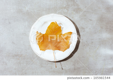 autumn flat lay on concrete background with autumn leaf autumn flat lay on concrete background with autumn leaf 105981544