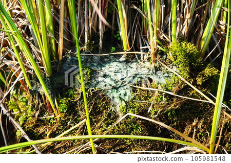 Reed sedge grow on hummocks, shore of Lake Lososinnoye. Taiga ecosystem. Tourism and recreation in the wild places of Karelia. Fish bays for fishing. Flora of Karelia. Reed beds. Soil erosion Reed sedge grow on hummocks, shore of Lake Lososinnoye. Taiga ecosystem. Tourism and recreation in the wild places of Karelia. Fish bays for fishing. Flora of Karelia. Reed beds. Soil erosion 105981548