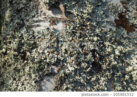 Parmelia sulcata is a foliose lichen in the family Parmeliaceae tolerant of pollution, has cosmopolitan distribution, the most common lichens. It harbours a unicellular Trebouxia green algal symbiont Parmelia sulcata is a foliose lichen in the family Parmeliaceae tolerant of pollution, has cosmopolitan distribution, the most common lichens. It harbours a unicellular Trebouxia green algal symbiont 105981552
