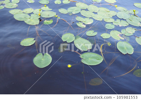 Small capsule Nuphar pumila is a species of perennial herbaceous plants of the genus Nuphar of the Nymphaeaceae. Rhizomatous aquatic plants. Family water lilies, Genus small egg, View Small capsule. Small capsule Nuphar pumila is a species of perennial herbaceous plants of the genus Nuphar of the Nymphaeaceae. Rhizomatous aquatic plants. Family water lilies, Genus small egg, View Small capsule. 105981553