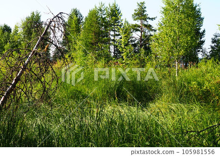 A swamp is a landscape area with excessive moisture, moisture-loving living ground cover, hydrosphere. Swamp science. Karelia, swamping of Lososinnoe lake. Swamps prevent the greenhouse effect. A swamp is a landscape area with excessive moisture, moisture-loving living ground cover, hydrosphere. Swamp science. Karelia, swamping of Lososinnoe lake. Swamps prevent the greenhouse effect. 105981556