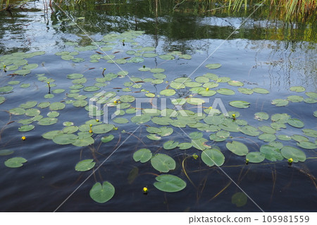 Small capsule Nuphar pumila is a species of perennial herbaceous plants of the genus Nuphar of the Nymphaeaceae. Rhizomatous aquatic plants. Family water lilies, Genus small egg, View Small capsule. 105981559