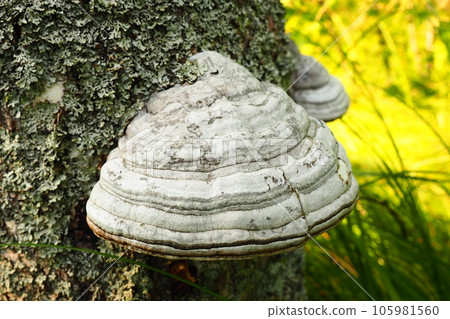 Fomes fomentarius common known as the tinder fungus, false tinder fungus, hoof fungus, tinder conk, tinder polypore or ice man fungus - is a species of fungal plant pathogen, shaped like a horse hoof 105981560