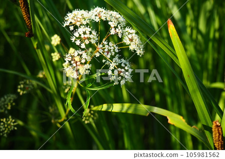 Veh poisonous Cicuta virosa - a plant, genus Vekh of Umbrella family Apiaceae. Hemlock, cats parsley, vyakha, omega, omezhnik, water rabies, water hemlock, mutnik, dog angelica, gorigola, pig louse 105981562