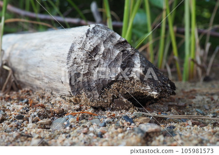 A tree gnawed by a beaver. Damaged bark and wood. The work of a beaver for the construction of a dam. Taiga biome. Fallen big tree. Vital activity of forest. European animals A tree gnawed by a beaver. Damaged bark and wood. The work of a beaver for the construction of a dam. Taiga biome. Fallen big tree. Vital activity of forest. European animals 105981573