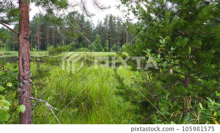 A swamp is a landscape area with excessive moisture, moisture-loving living ground cover, hydrosphere. Swamp science. Karelia, swamping of Lososinnoe lake. Taiga ecosystem, pine, willow. Pike habitat A swamp is a landscape area with excessive moisture, moisture-loving living ground cover, hydrosphere. Swamp science. Karelia, swamping of Lososinnoe lake. Taiga ecosystem, pine, willow. Pike habitat 105981575