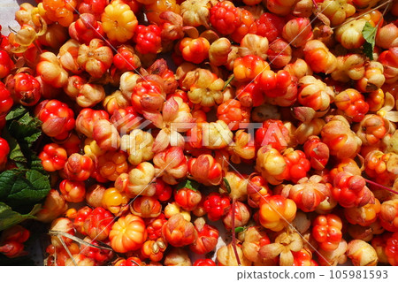 Rubus chamaemorus is a species of flowering plant rose family Rosaceae, native to cool temperate regions. Cloudberry, nordic berry, bakeapple, knotberry, aqpik or low-bush salmonberry averin or evron 105981593