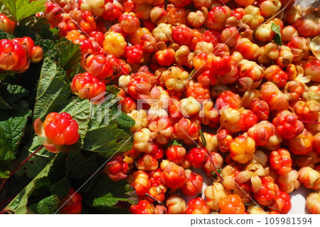 Rubus chamaemorus is a species of flowering plant rose family Rosaceae, native to cool temperate regions. Cloudberry, nordic berry, bakeapple, knotberry, aqpik or low-bush salmonberry averin or evron 105981594