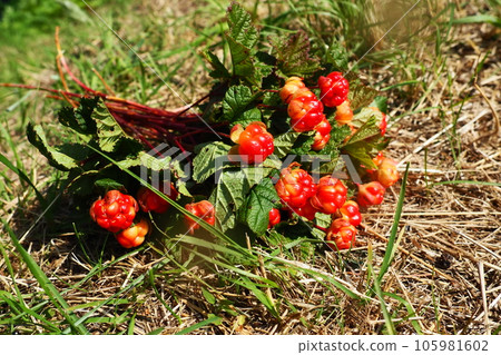 Rubus chamaemorus is a species of flowering plant rose family Rosaceae, native to cool temperate regions. Cloudberry, nordic berry, bakeapple, knotberry, aqpik or low-bush salmonberry averin or evron 105981602
