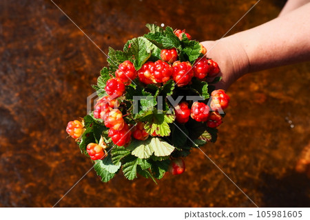 Rubus chamaemorus is a species of flowering plant rose family Rosaceae, native to cool temperate regions. Cloudberry, nordic berry, bakeapple, knotberry, aqpik or low-bush salmonberry averin or evron 105981605