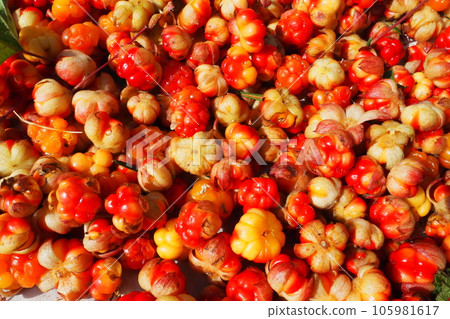 Rubus chamaemorus is a species of flowering plant rose family Rosaceae, native to cool temperate regions. Cloudberry, nordic berry, bakeapple, knotberry, aqpik or low-bush salmonberry averin or evron 105981617