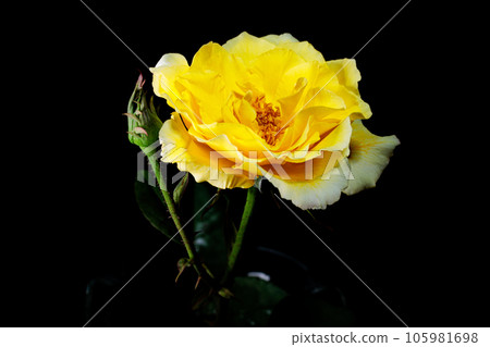 Yellow rose 105981698