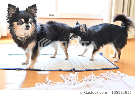 Chihuahua sniffing Chihuahua's ass Chihuahua sniffing Chihuahua's ass 105981935