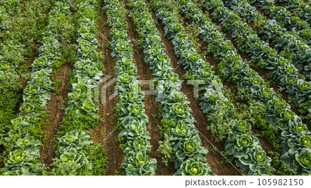 Aerial view of a field of cabbage. Agriculture Field Background. Aerial view of a field of cabbage. Agriculture Field Background. 105982150