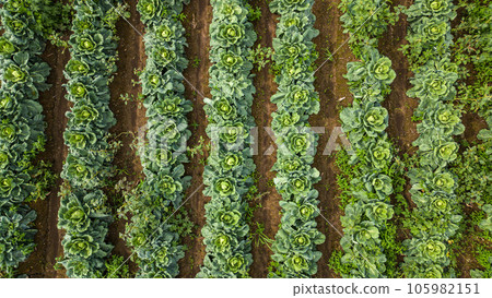 Aerial view of a field of cabbage. Agriculture Field Background. Aerial view of a field of cabbage. Agriculture Field Background. 105982151