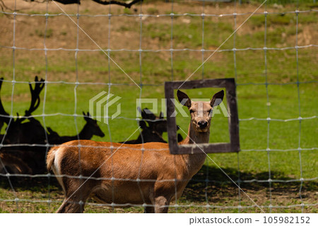 Cute deer 105982152
