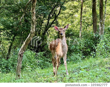 wild deer staring at you 105982777