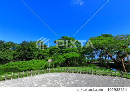 [Ishikawa Prefecture] Kenrokuen in fine weather Yukitsuri Karasakimatsu 105982854