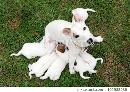 Mother dog feeding outlet puppies