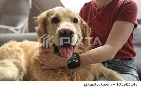 Girl with golden retriever dog at home Girl with golden retriever dog at home 105983145