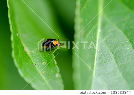  Black clams 105983544