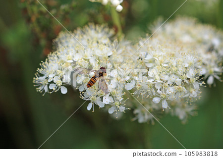 Meadowsweet white flowers in close up with hoverfly 105983818