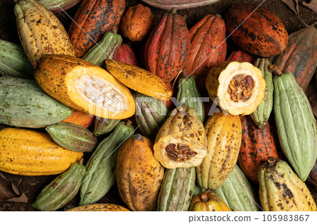 Fresh exotic cacao pods background 105983867